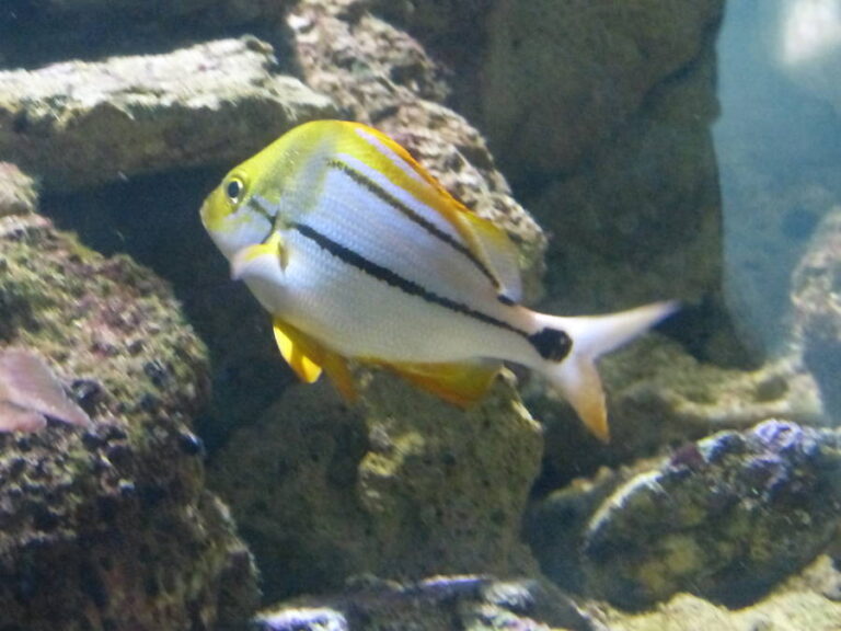 Acuario y museo del mar